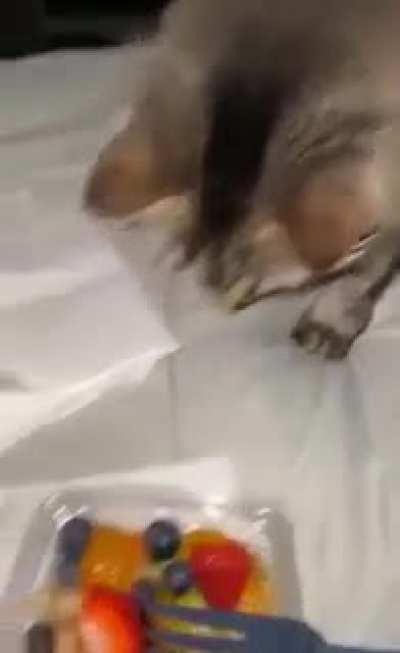 Not the fruit