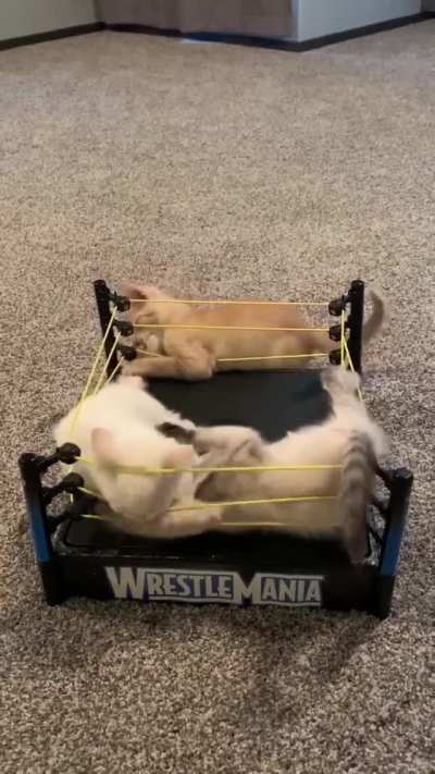 Just some kittens and a $2 thrift store find.