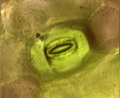 a plant breathing (magnified)