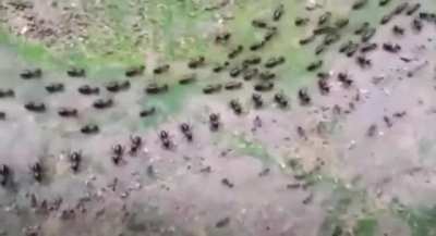 A De-Militarized zone for ants A Termite line (top) and an Ant line (bottom), each protected by its column of soldiers who face each other without attacking