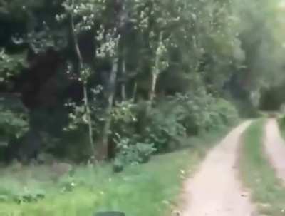 the raccoon whisperer