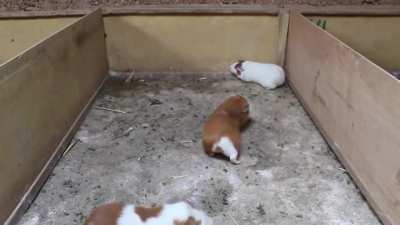 Unos cuyos peleando