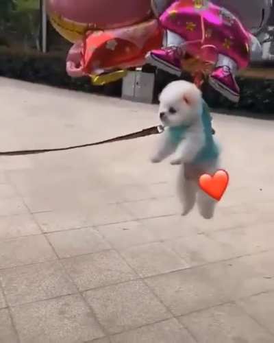 Dogs can fly...