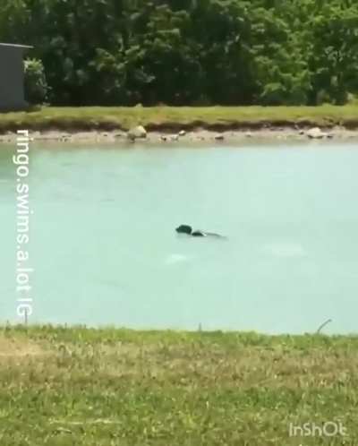 This is Ringo, he loves to swim.