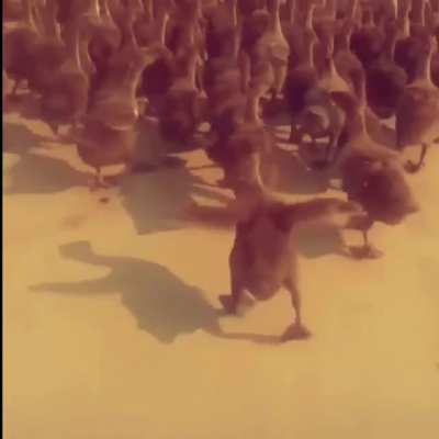Marching Ducks with 🔊