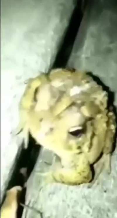 Frog