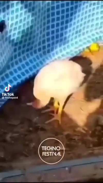 Chicken