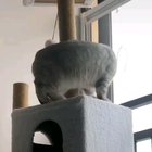 Cat's are so weird I swear..