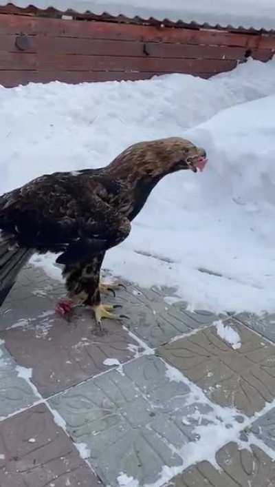 Неудачная попытка