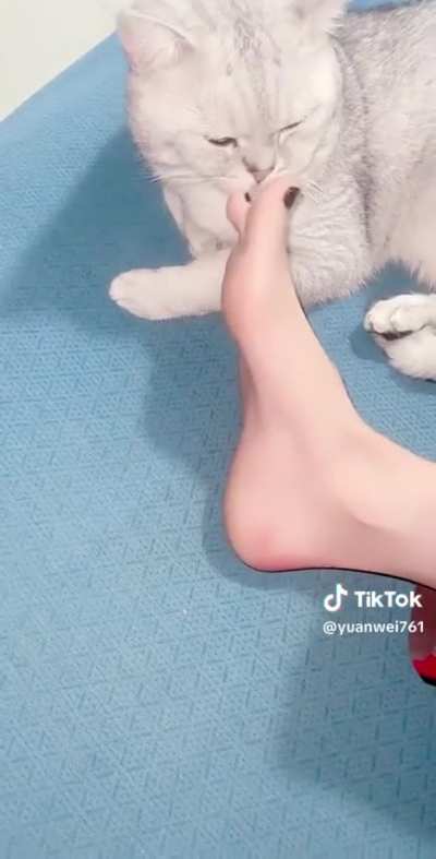 Meow
