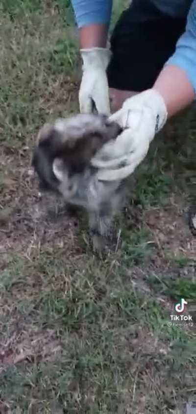 Freeing a raccoon from a jar