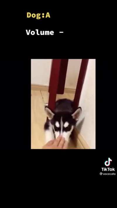 O Cabeçudo e o Lobinho precisam aprender isso