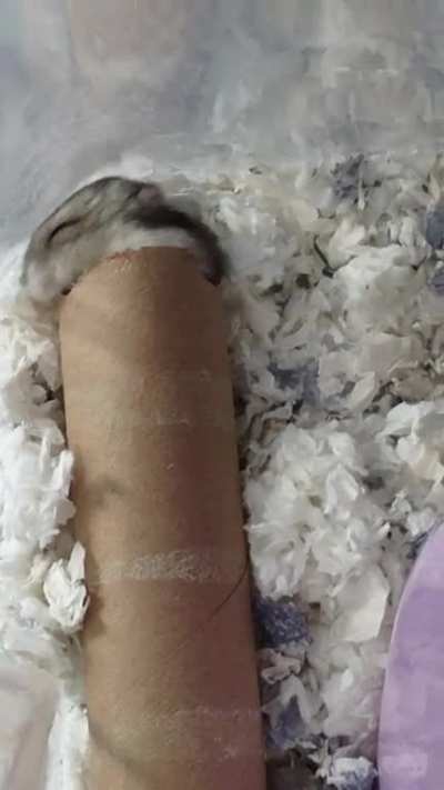 hamsters are weird lol