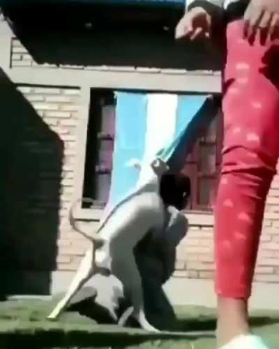 un perrooooo
