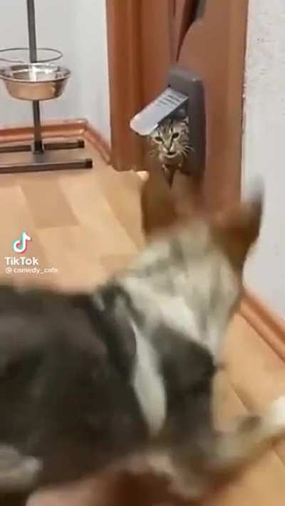 Annoyed Cat