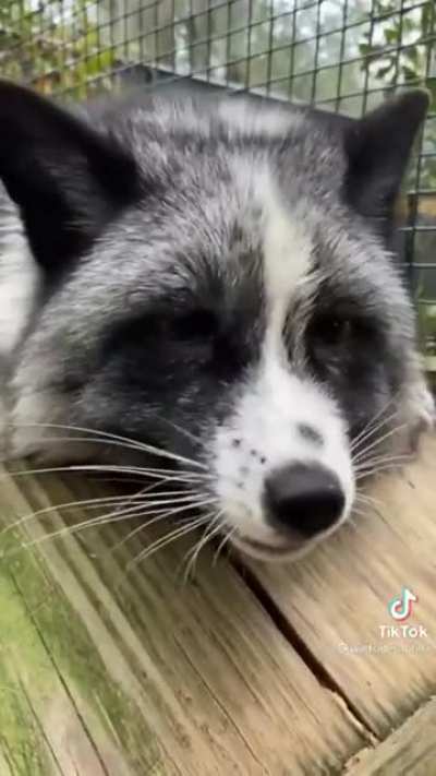 Boops