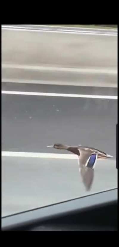 Дальнобойщик