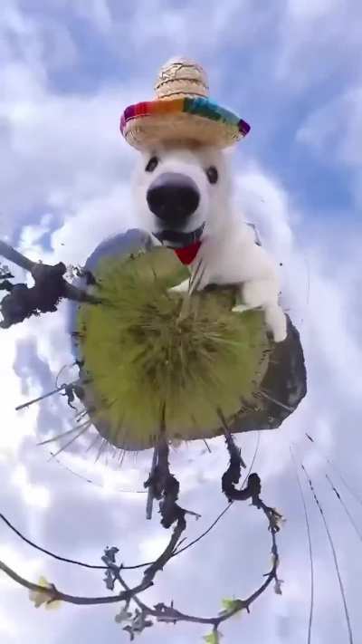 Little wunky world