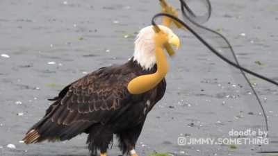 Respect to Eagle [Cr: Jimmy.Somrthing(IG)]