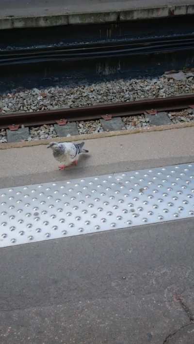 A pigeon waiting for its suburban train to Paris 🤷‍♂️