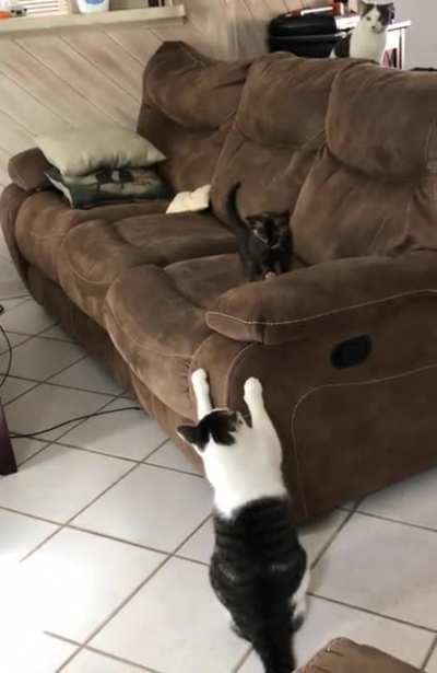 Spicy kitten