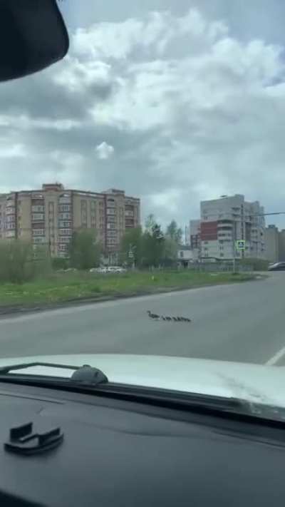 Великий Новго<wbr>род. Сегод<wbr>ня. Пидор и утятки.