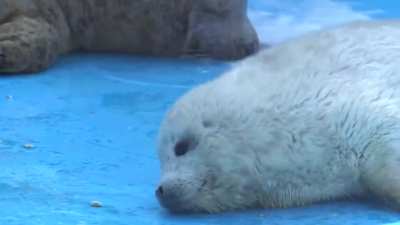 Fluffy baby seal [cred<wbr>it:Tw<wbr>itter<wbr>@nari<wbr>ckbox<wbr>x]