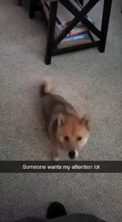 My Needy Shoob