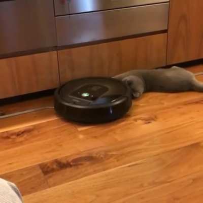 The graceful cat and the roomba