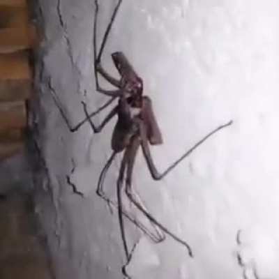 Tendarapo