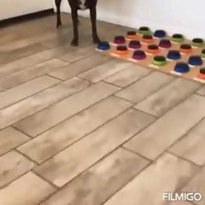 Oha amk köpekler evrim geçiriyor lan. Yakında bunların köpeği bizim çomarlardan zeki olur