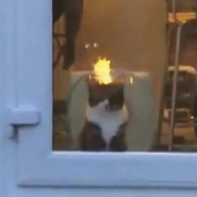angry cat