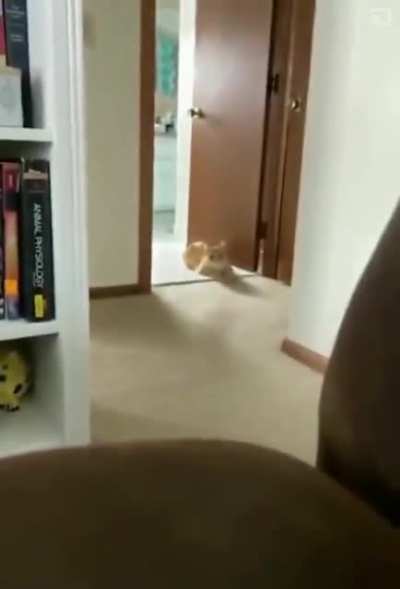 Gato