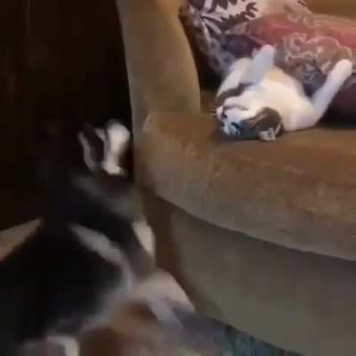 i don’t think the cat likes that