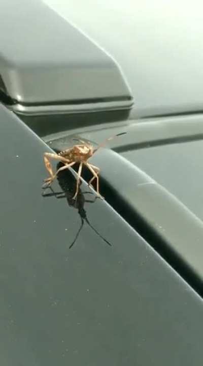 Weird bug I found at work