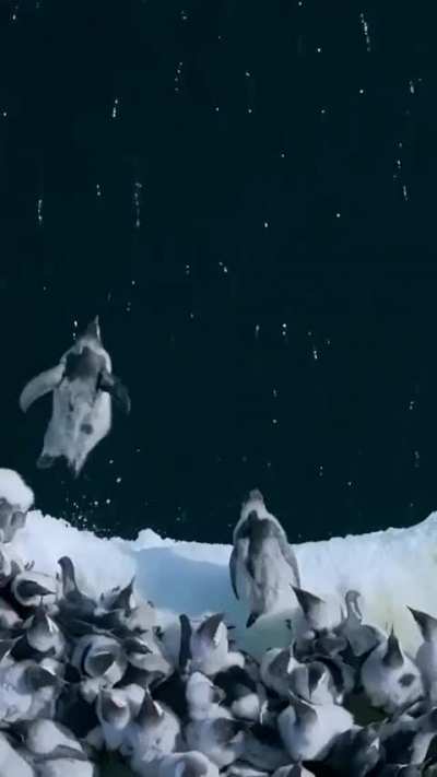 Emperor penguin chicks leap off a 50-foot ice cliff to take their first swim in the Antarctic waters (behavior filmed for the very first time by Bertie Gregory)