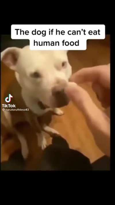 No jellybeans for the dog