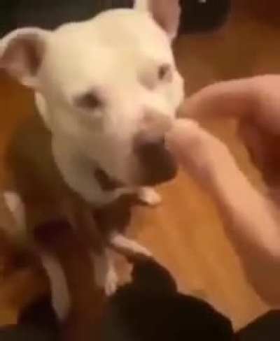 What da dog doin?