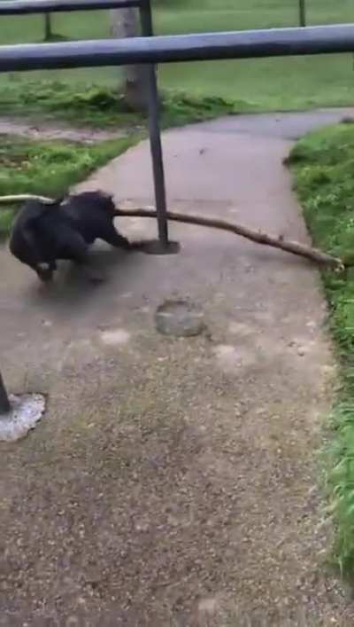 He's doing the best he can!