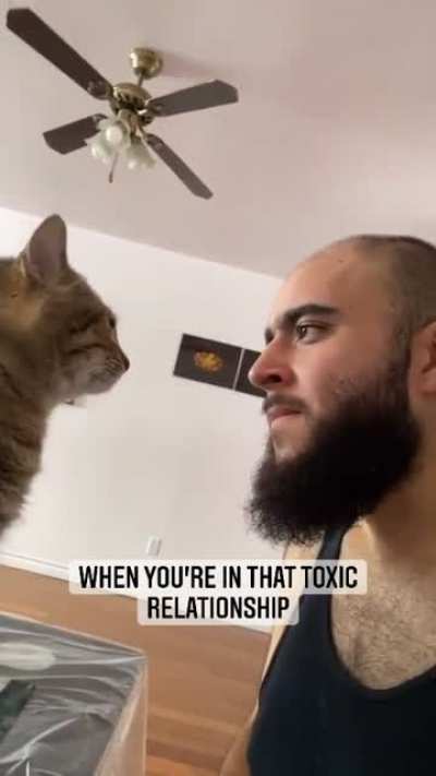 Cat: I love you but I hate you