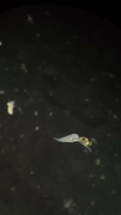 This dileptus ate two smaller ciliates in the span of 10 minutes