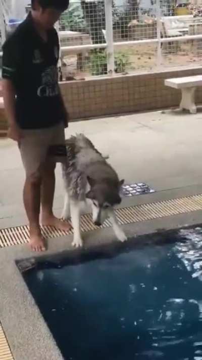 Scared doggo takes his first dip after puppers show him how it's done