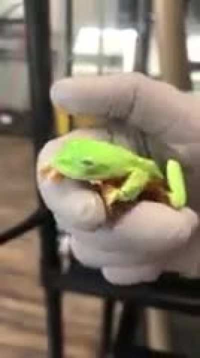 The Stunning Eyes of This Frog