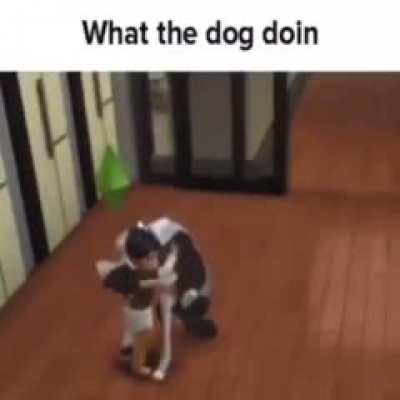 Dog