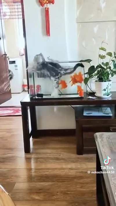 Gatti nei guai.