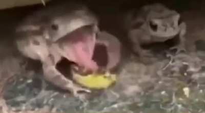 Food???
