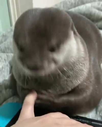 The Friendly Otter Joe