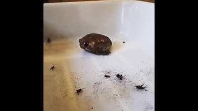 Just a normal frog eating crickets.