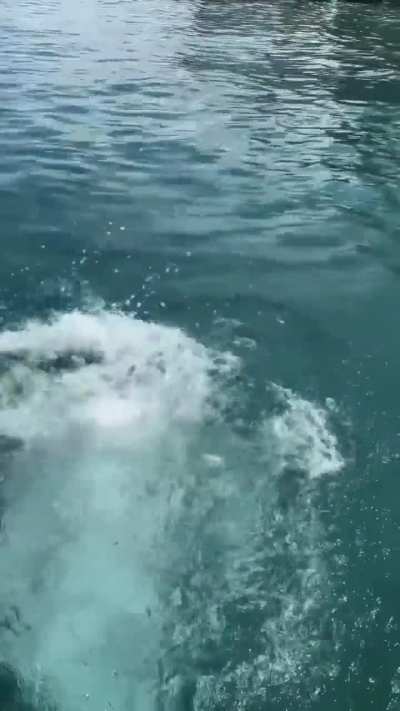 SLO-MO MMMMM