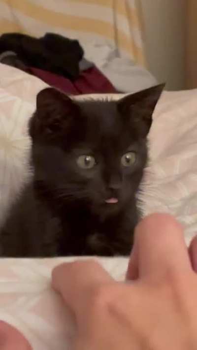 Smollest stray kitten on the block